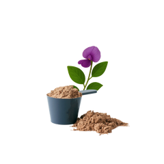Indian Kudzu (Pueraria Tuberosa)