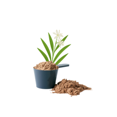 Safed Musli (Chlorophytum Borivilianum)