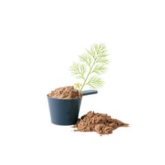Shatavari (Asparagus Racemosus)